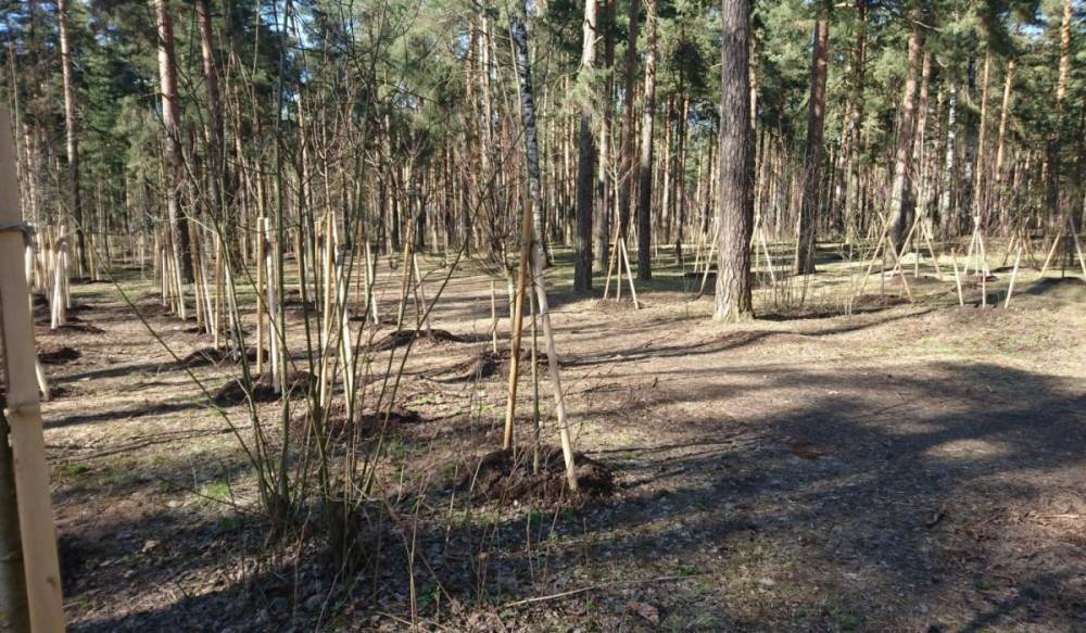 Александр Беглов - В парке Сосновка идут масштабные работы по благоустройству - gorod-plus.tv - Экология