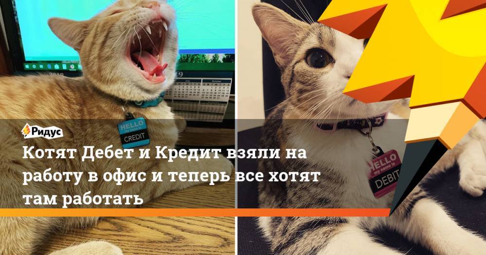 Котят Дебет и Кредит взяли на работу в офис и теперь все хотят там работать. Ридус - ridus.ru - США - шт. Огайо