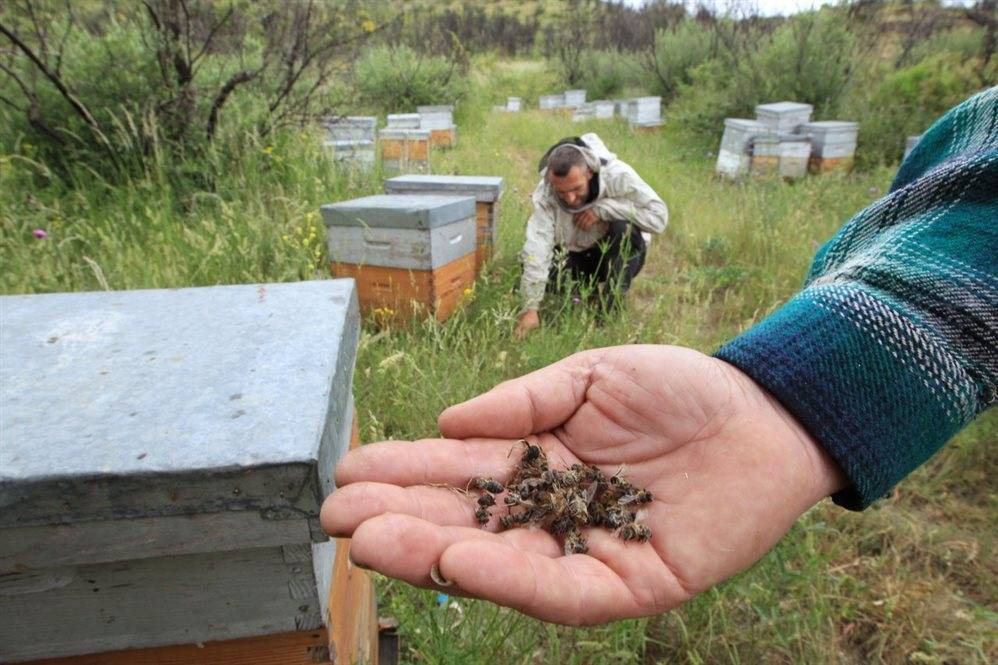 Ульи уходят в небо. Почему в Ульяновской области массово гибнут пчелы и ответит ли за это кто-нибудь - ulpravda.ru - Ульяновск - Мордовия - район Сурский