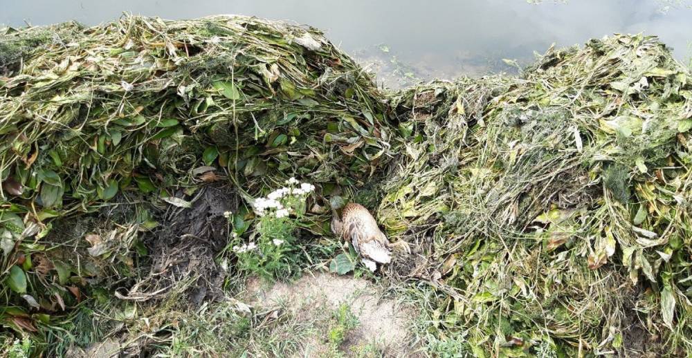 В Смоленске рабочие убрали грязь в пруду вместе с уточкой - readovka.ru - Россия - Смоленск