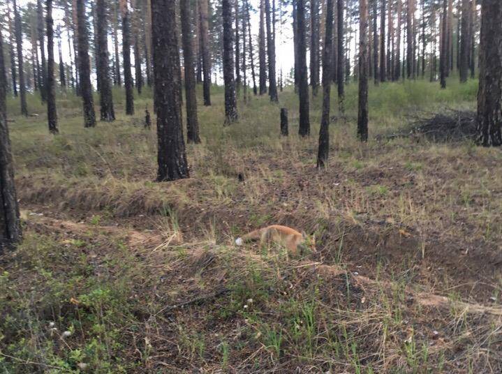 «Пошла прочь - она за мной»: Лиса преследовала улан-удэнку, которая ее сфотографировала - infpol.ru - Улан-Удэ