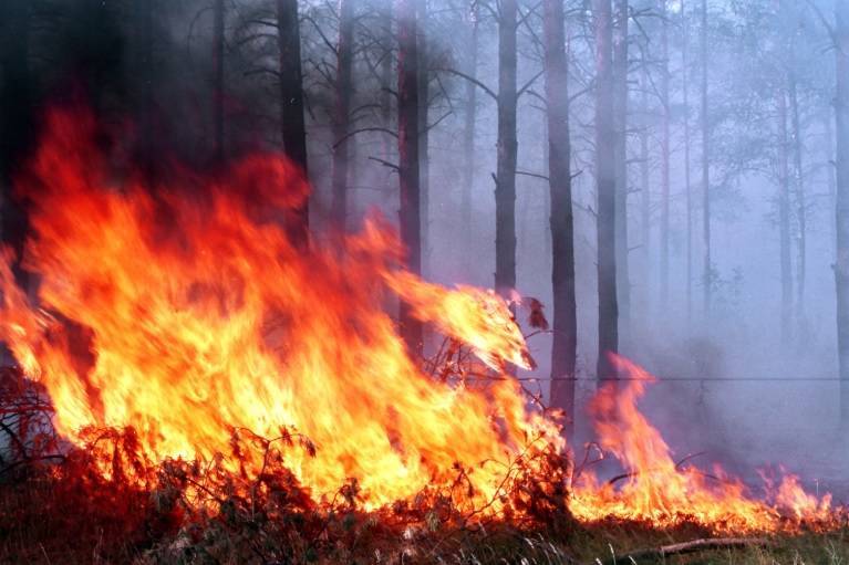 В районе Станицы Луганской загорелся заминированный лес | Новороссия - novorosinform.org - Украина - ЛНР - станица Луганской - район Станично-Луганский