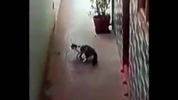 Отважное видео: В Индии кот сразился с коброй и спас детей - piter.tv - Индия - шт.Флорида