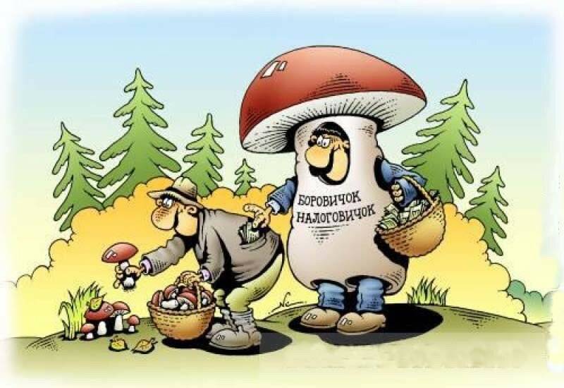 Будут нам ягодки: россиян будут «дрючить» за сбор грибов (ВИДЕО) — Информационное Агентство "365 дней" - 365news.biz - Россия