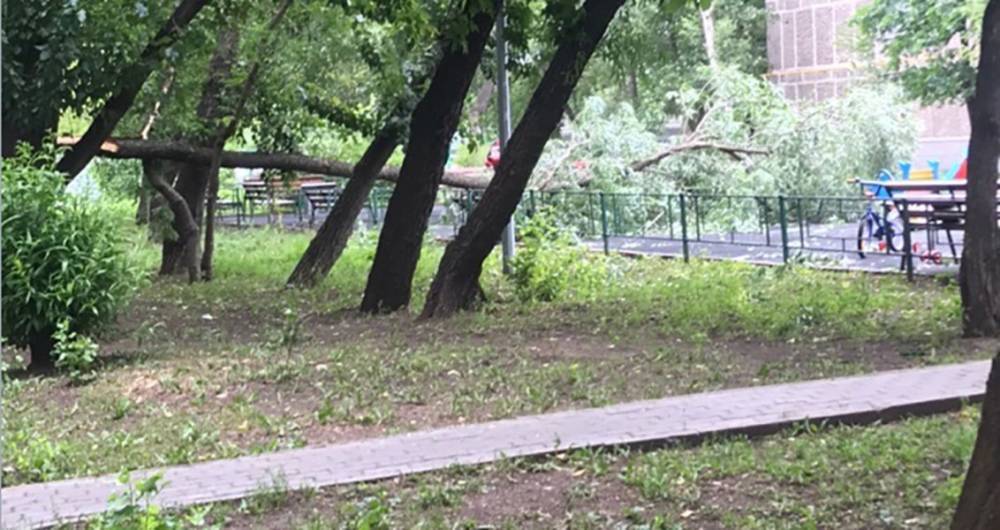 Сергей Собянин - Мэр Москвы - Собянин выразил соболезнования семье погибшего из-за урагана ребенка - m24.ru - Москва - Россия - район Басманного