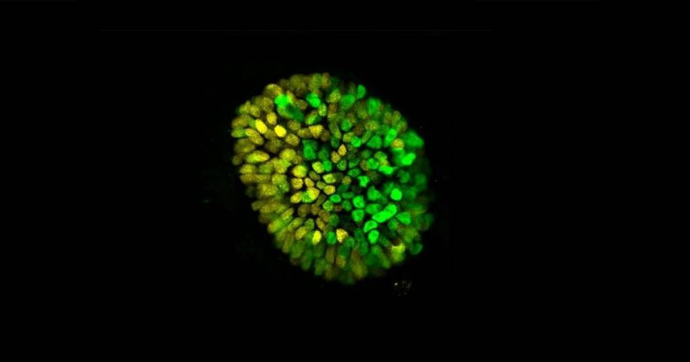 Ученые создали искусственный эмбрион человека из&nbsp;стволовых клеток - popmech.ru