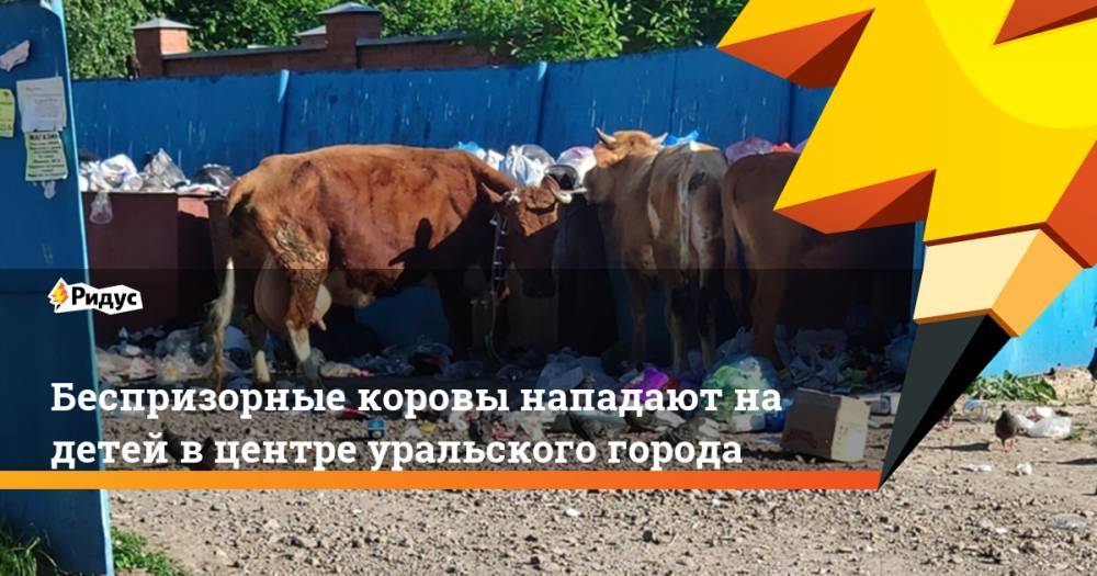 Беспризорные коровы нападают на детей в центре уральского города. Ридус - ridus.ru - Челябинская обл. - Томск