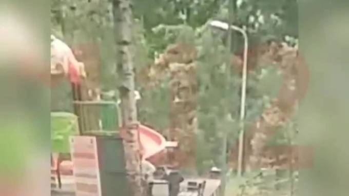Опубликовано видео момента падения дерева в Москве, которое убило 3-летнего ребенка - piter.tv - Москва