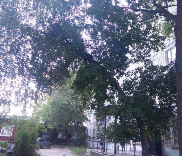 Хотел снять кошку, но не рассчитал силы. В Ульяновске спасатели сняли с дерева мальчика - ulpravda.ru - Россия - Ульяновск - Ульяновская