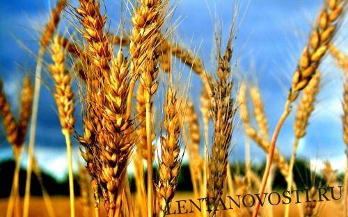 Татарстан ищет пути для своего зерна на рынок Турции - lentanovosti.ru - респ. Татарстан - Турция - Чистополь