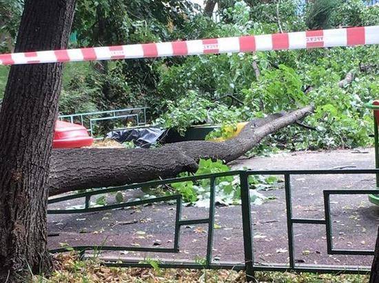 Бабушка мальчика, убитого деревом в Москве: «Умер моментально» - vestirossii.com - Москва - Воронеж