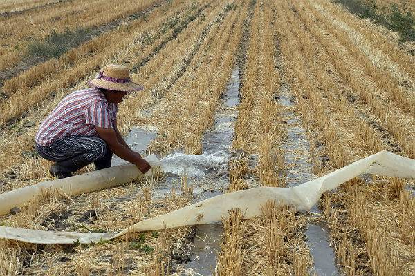 Засуха погубила 800 тысяч га посевов в Китае - trud.ru - Китай - провинция Хэбэй