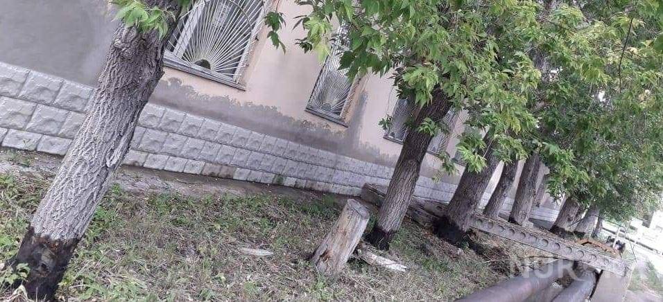 Неизвестные поливают деревья бензином в Караганде (фото) - nur.kz - Караганда