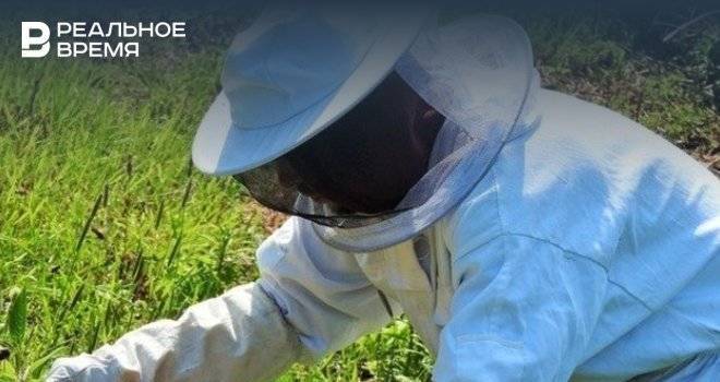 В минсельхозе Татарстана планируют созвать совещание по факту массовой гибели пчел - realnoevremya.ru - Башкирия - Ульяновская - респ. Марий Эл - Мордовия - респ. Удмуртия - Заинск - Мензелинск - Татарстан