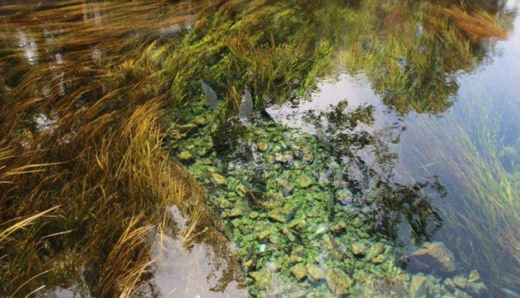Христофор Колумб - Крупнейшее скопление водорослей в Атлантике угрожает морской жизни - newtvnews.ru - Бразилия - Словения