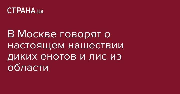 Антон Кульбачевский - В Москве говорят о настоящем нашествии диких енотов и лис из области - strana.ua - Москва - США - Московская обл. - шт. Миннесота