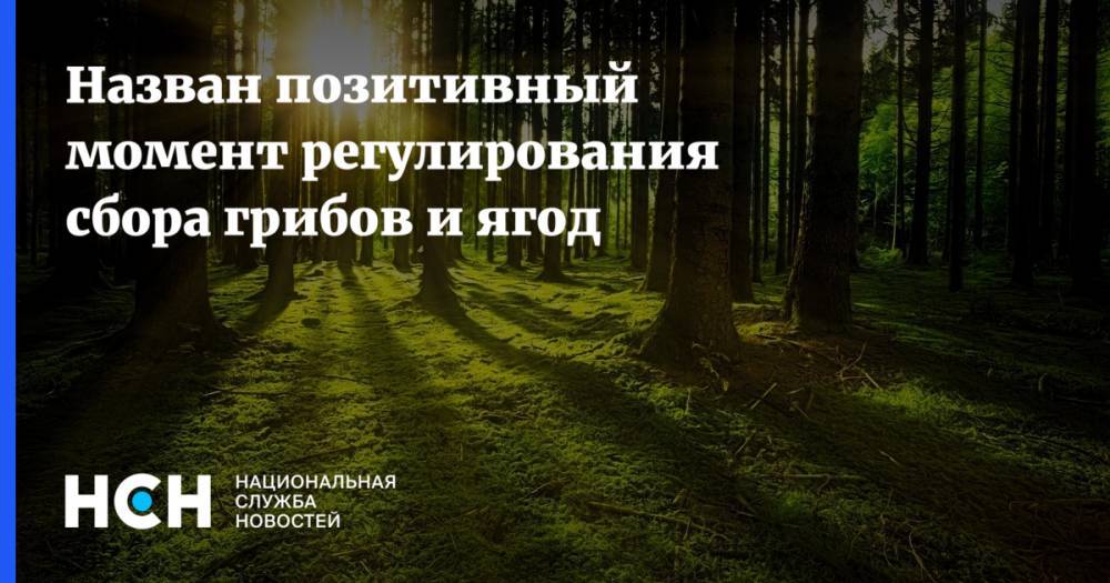 Владимир Путин - Павел Грудинин - Назван позитивный момент регулировании сбора грибов и ягод - nsn.fm - Московская обл.