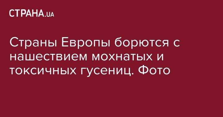 Страны Европы борются с нашествием мохнатых и токсичных гусениц. Фото - strana.ua - Англия - Бельгия - Лондон - Германия - Испания - Голландия - Люксембург