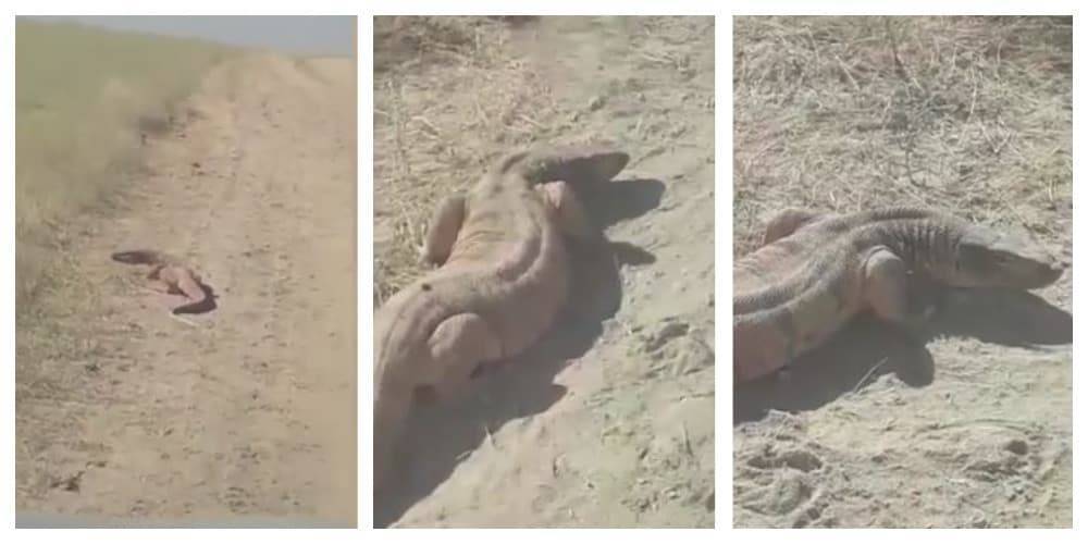 Видео с огромным вараном в степи пересылают друг другу жители Актау - nur.kz - Актау