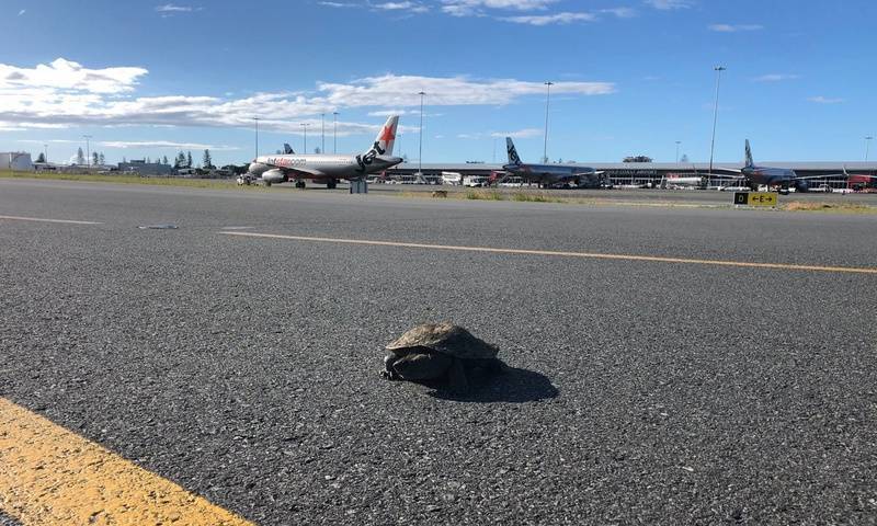 Черепаха остановила самолёт на взлётке в Австралии - bloknot.ru - Австралия - Голд-Кост