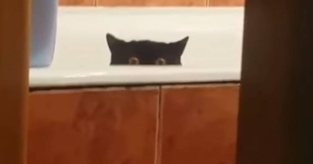 Кот украл рыбу и спрятался в ванной, взамен хозяин опозорил его на весь Интернет - factsinter.com