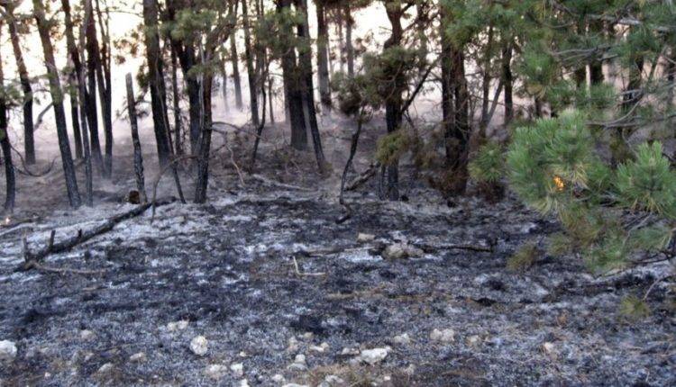 В России горит более 130 тысяч гектаров леса - newtvnews.ru - Россия - Красноярский край - Иркутская обл. - Рязанская обл. - респ. Саха - респ.Бурятия - Ульяновская - Чукотка - Забайкальский край