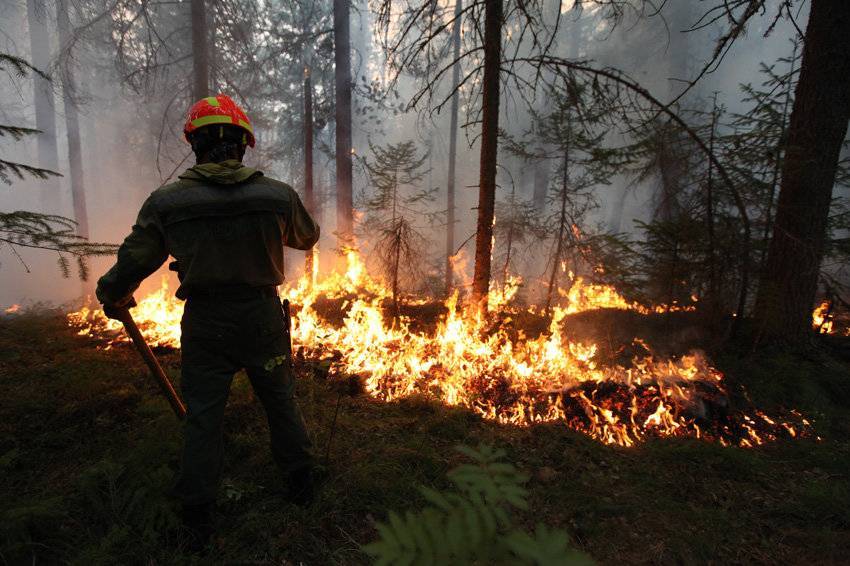 «Власти занижают данные о пожарах и из-за этого поздно реагируют». Greenpeace о том, почему в России катастрофично горят леса - theins.ru - Россия
