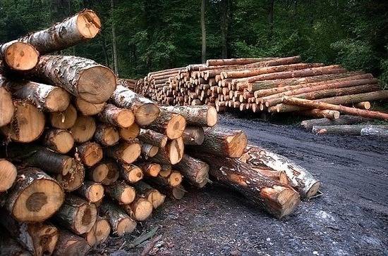 Зарплату лесникам предложили поднять до средней по региону - pnp.ru - респ. Коми