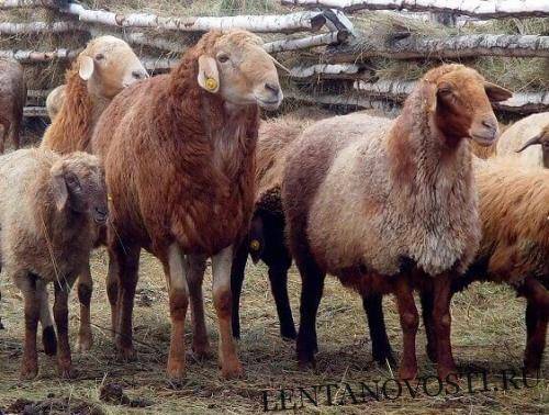 Скотское отношение - lentanovosti.ru - Туркестан - Арысь