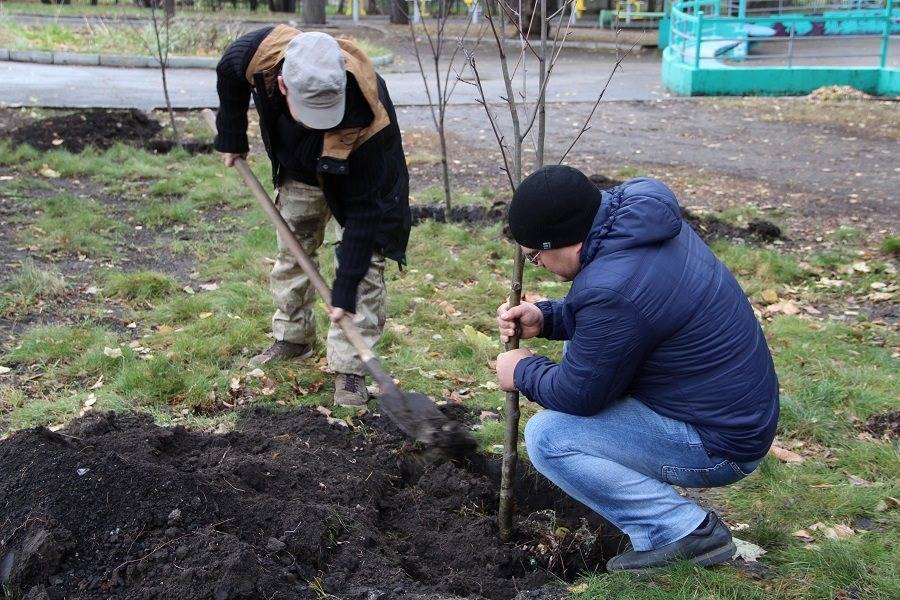 Вместо шести лип – 35. На проезде Полбина застройщик обещает высадить новые деревья взамен снесённых - ulpravda.ru - Ульяновск