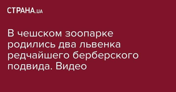 В чешском зоопарке родились два львенка редчайшего берберского подвида. Видео - strana.ua - Чехия - Юар - Римская Империя
