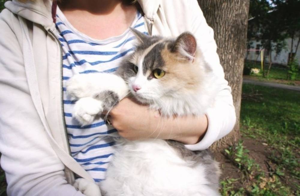 Девушка забралась на дерево за котом и тоже не смогла спуститься - moya-planeta.ru - Уфа
