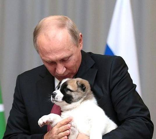 Владимир Путин - Пятиклассник из Красноярска получил собаку в подарок от Путина - vm.ru - Россия - Красноярский край - Красноярск