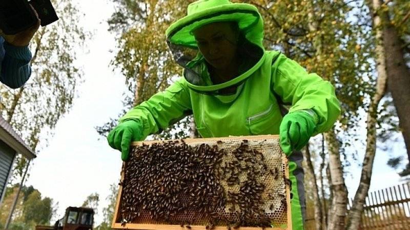 Минсельхоз подготовил меры для предотвращения массовой гибели пчел в России - polit.info - Россия - Саратовская обл. - Алтайский край - Курская обл. - Ульяновская - респ. Удмуртия - Липецкая обл.