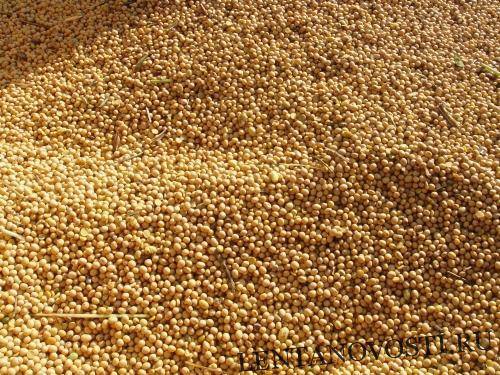 Экспорт американской сельхозпродукции в Китай сократился более чем на 55% - lentanovosti.ru - Китай - США - Австралия - Бразилия - Индия - Канада