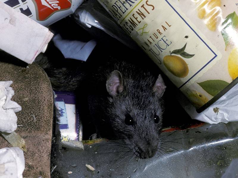 Из-за проблем с вывозом мусора Норильск наводнили крысы - news.ru - Норильск - Норильск