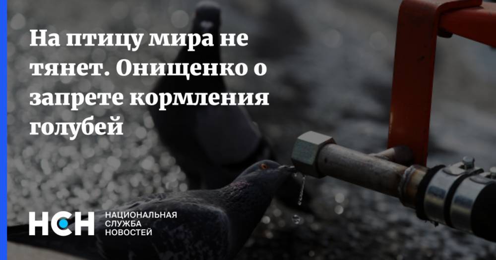 Геннадий Онищенко - Юрий Гришан - Пабло Пикассо - На птицу мира не тянет. Онищенко о запрете кормления голубей - nsn.fm - Москва - Россия - Санкт-Петербург - Магадан