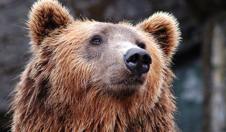 Станислав Блохин - Дикий медведь в США угнал и разбил автомобиль - politros.com - США - шт. Колорадо - Боулдер