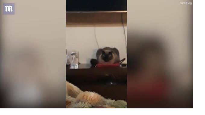 Видео: в Бразилии кот выключил будильник хозяйки - piter.tv - Бразилия - Индия - Сан-Паулу