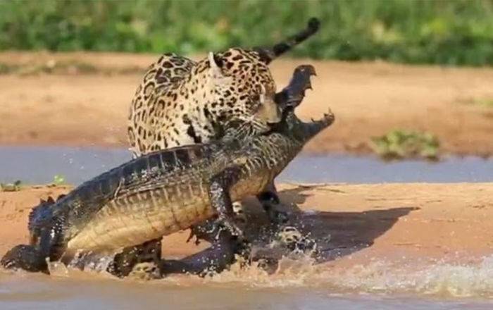 Более 15 миллионов просмотров: ягуар за две секунды разделался с крокодилом - ru.armeniasputnik.am - шт.Флорида