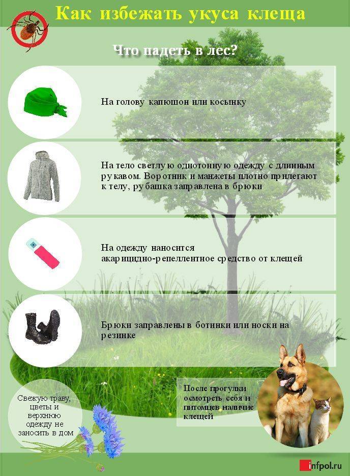 В Бурятии окончательно озверели клещи - infpol.ru - Улан-Удэ - респ.Бурятия
