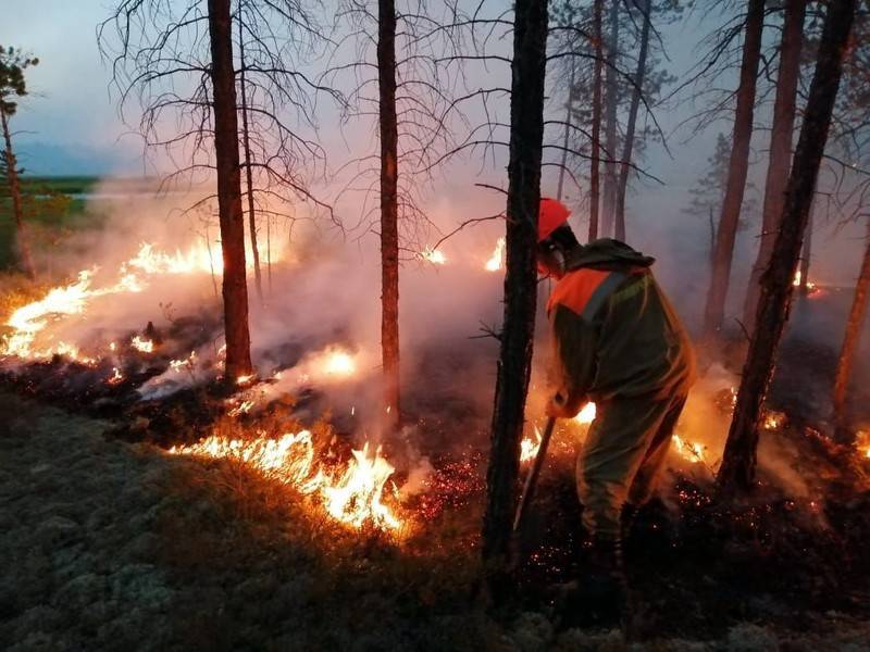 Медведев поручил проверить возможность намеренных поджогов лесов - news.ru - Россия