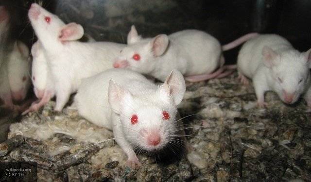Япония разрешила эксперименты с внедрением человеческих клеток мышам - newinform.com - Япония