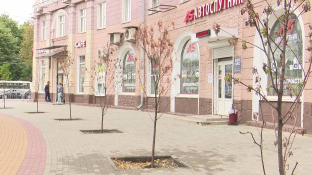 В Воронеже погибли посаженные посреди тротуара деревья – Новости Воронежа и Воронежской области – Вести Воронеж - vestivrn.ru - Воронеж