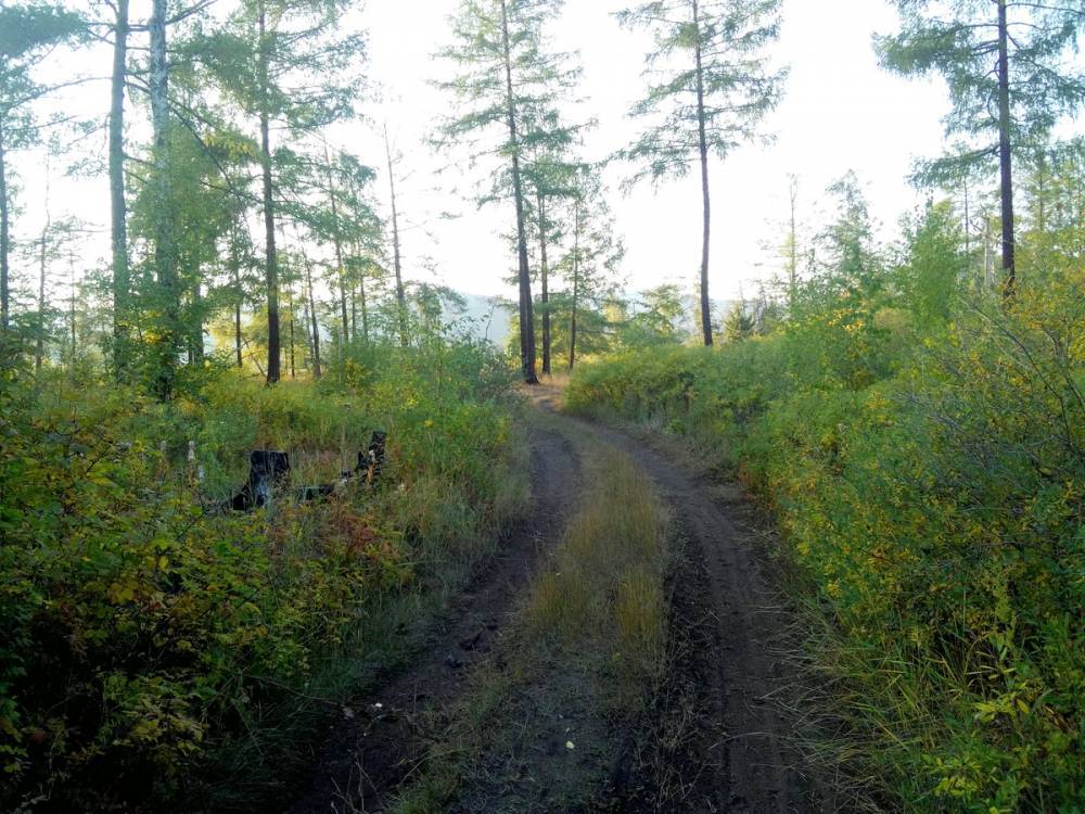 В Улан-Удэ ограничили въезд и проход в городские леса - infpol.ru - Улан-Удэ
