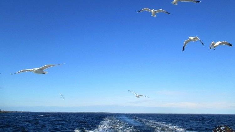 Вертолет МЧС вылетит на поиски пропавших в Белом море туристов - polit.info