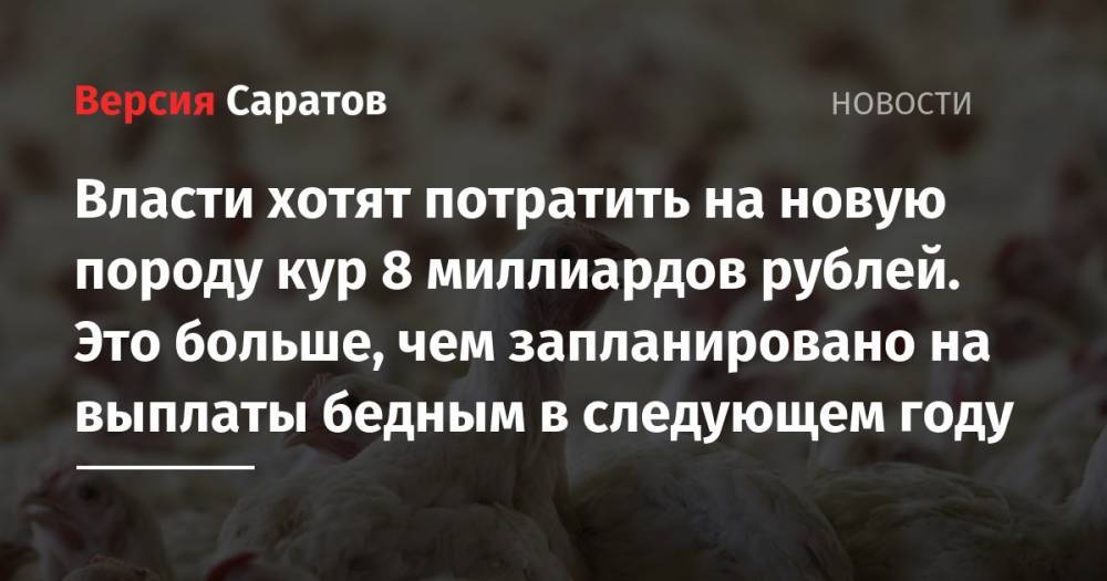 Максим Топилин - Власти хотят потратить на новую породу кур 8 миллиардов рублей. Это больше, чем запланировано на выплаты бедным в следующем году - nversia.ru - Россия - США - Московская обл. - Челябинская обл. - Германия - Белгородская обл. - Ярославская обл.