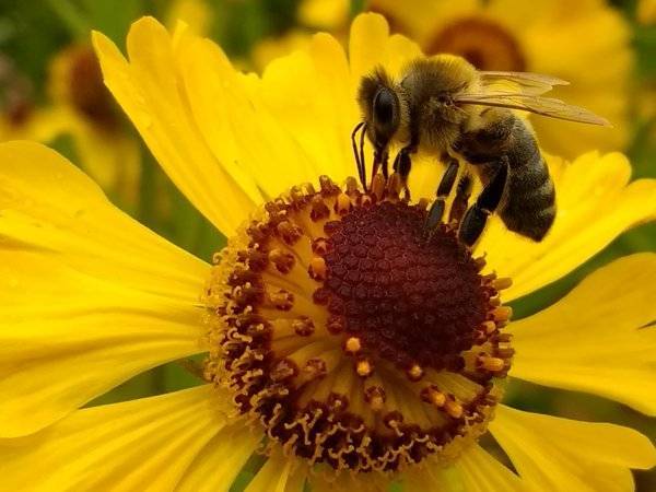На 47 пасеках в Ростовской области погибли пчелы - polit.ru - Россия - Ростовская обл.