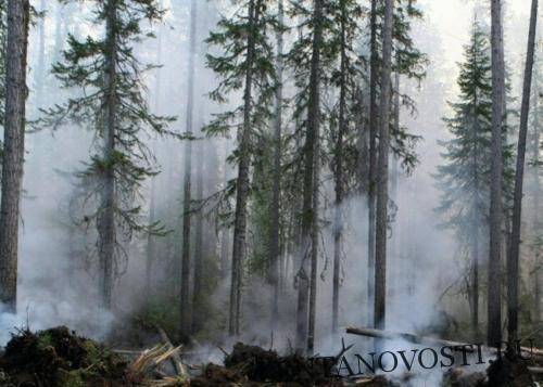 Александр Бастрыкин - На Дальнем Востоке за сутки сгорело почти 58 тысяч гектаров леса - lentanovosti.ru - Россия - Амурская обл. - Хабаровский край - респ. Саха - респ.Бурятия - Камчатский край - Забайкальский край