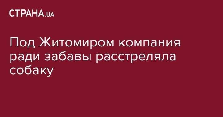 Под Житомиром компания ради забавы расстреляла собаку - strana.ua - США - Украина - Житомирская обл. - Керчь